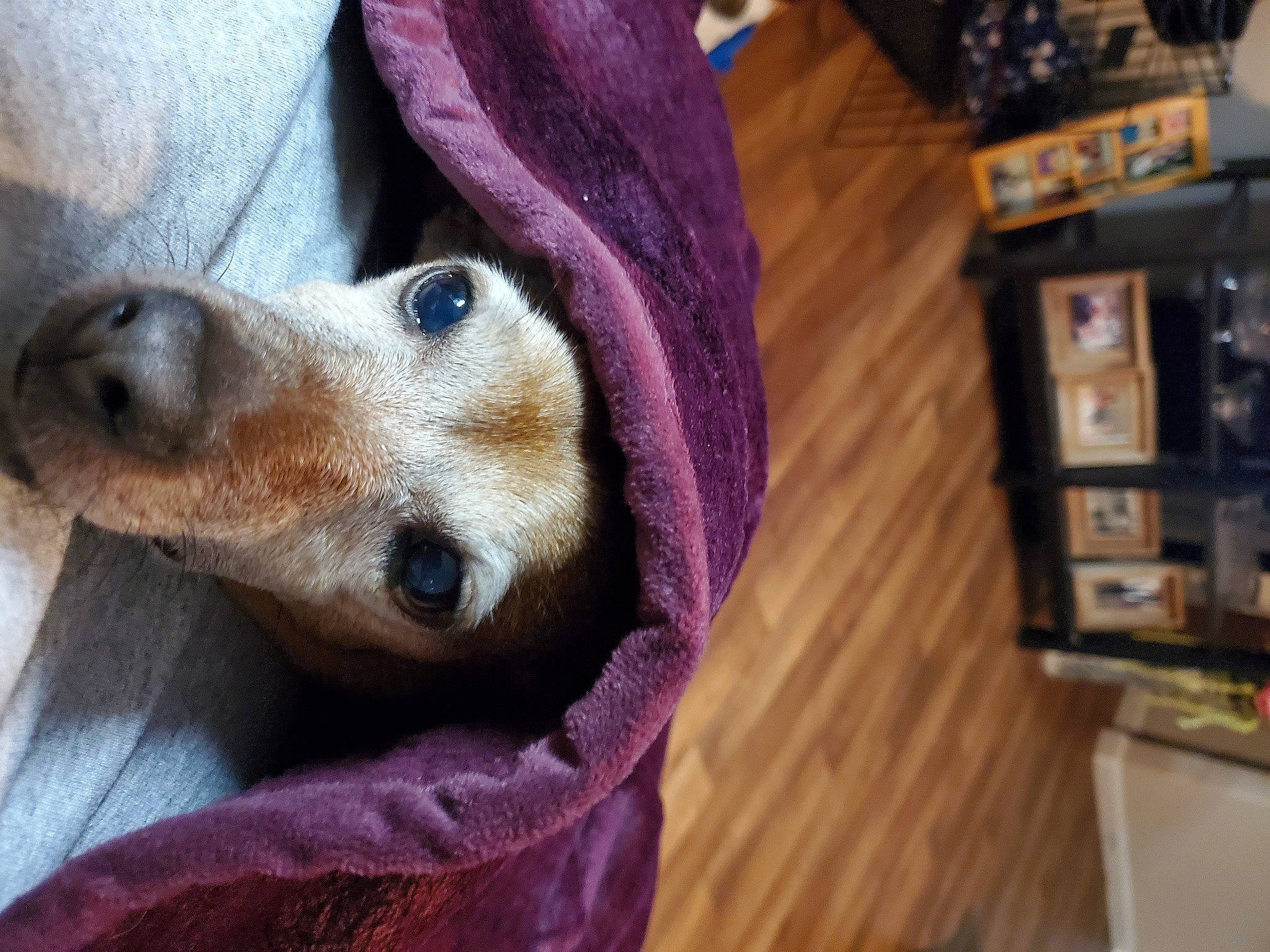 Lillie is registered to the contest to win money with this photo: canidae, carnivore, comfort, companion_dog, dog, dog_breed, dog_supply, fawn, fur, hardwood, magenta, pet_supply, selfie, shelf, snout, sporting_group, terrestrial_animal, whiskers, wood, working_animal