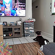 Layla joined the competition — help win amazing prizes! dog, living_room, television, furniture, flooring, tile_floor, wood_floor, drawer, decorations, photo_frames, plastic_container, collar, watching_tv, indoor, box, couch, person_on_tv, screen, colorful, relaxing