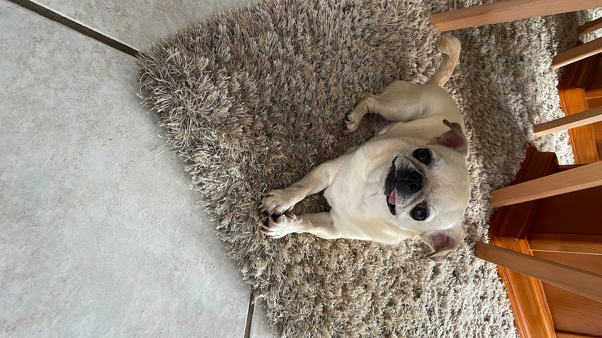 Jinie participe au concours pour gagner de l'argent avec cette photo : carnivore, cement, companion_dog, concrete, dog, dog_breed, fawn, flooring, fur, non_sporting_group, pet_supply, road_surface, snout, sporting_group, tail, wood, working_animal