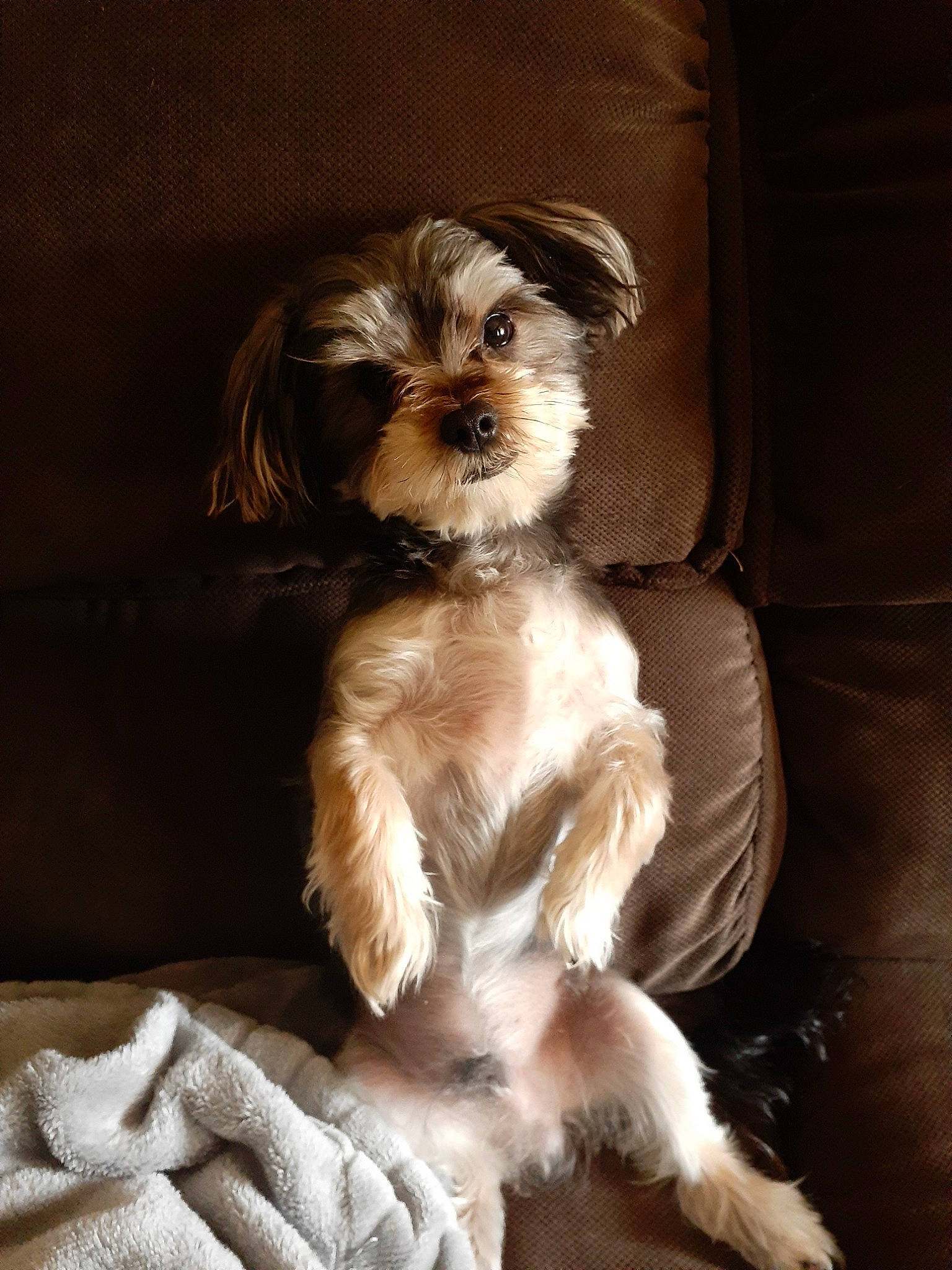 Jax is registered to the contest to win money with this photo: biewer_terrier, canidae, carnivore, cavachon, companion_dog, dog, dog_breed, havanese, lowchen, maltepoo, mammal, morkie, puppy, puppy_love, schnoodle, shih_tzu, tibetan_terrier, toy_dog, vertebrate, yorkshire_terrier