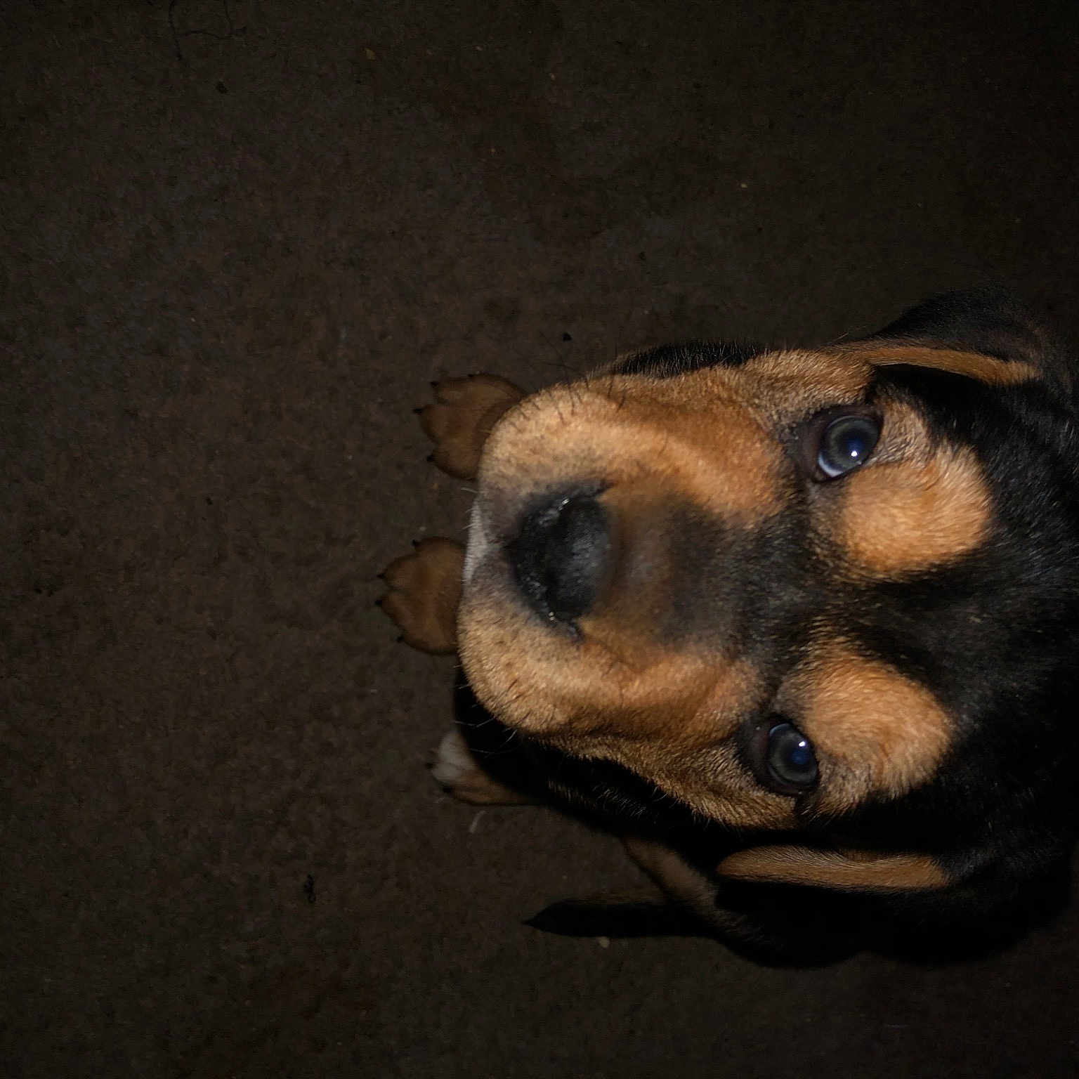 Rosco