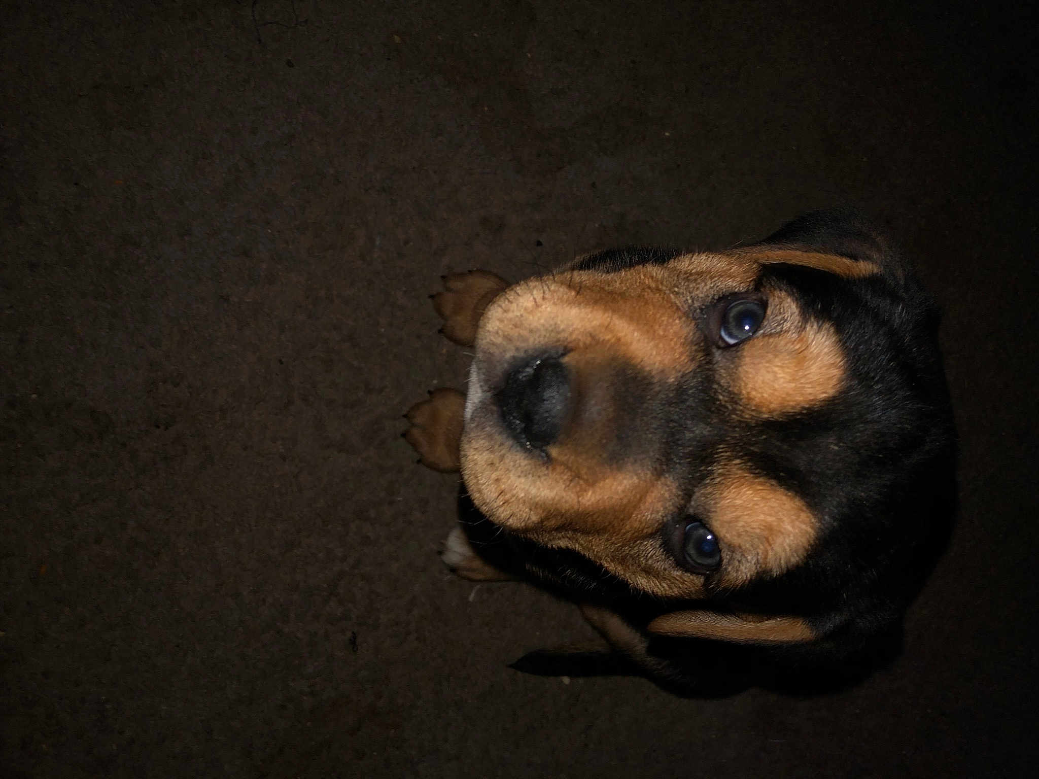 Rosco