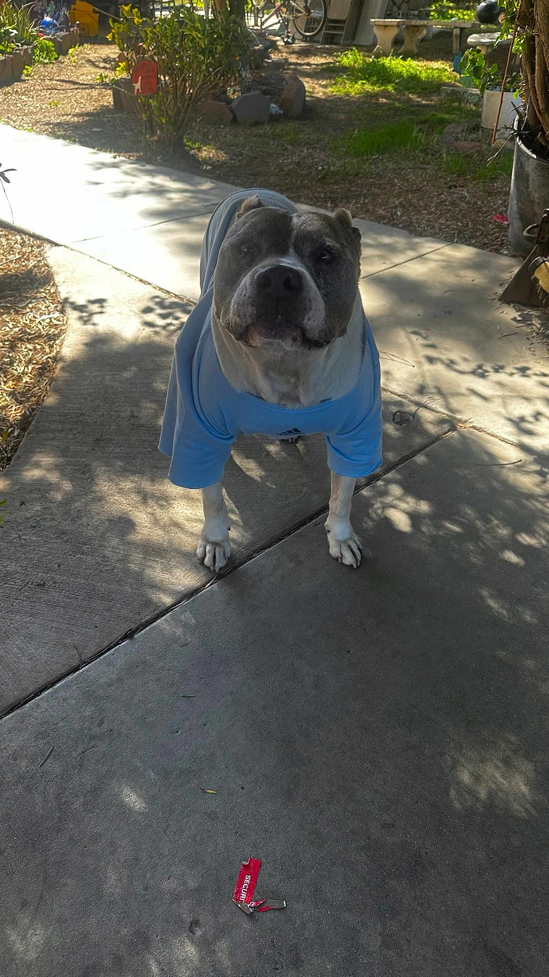 Max joined the competition — help win amazing prizes! dog, adidas, shirt, pet, outdoor, concrete, sidewalk, garden, plants, sunlight, shadow, canine, animal, portrait, standing, gray, white, calm, daytime, nature
