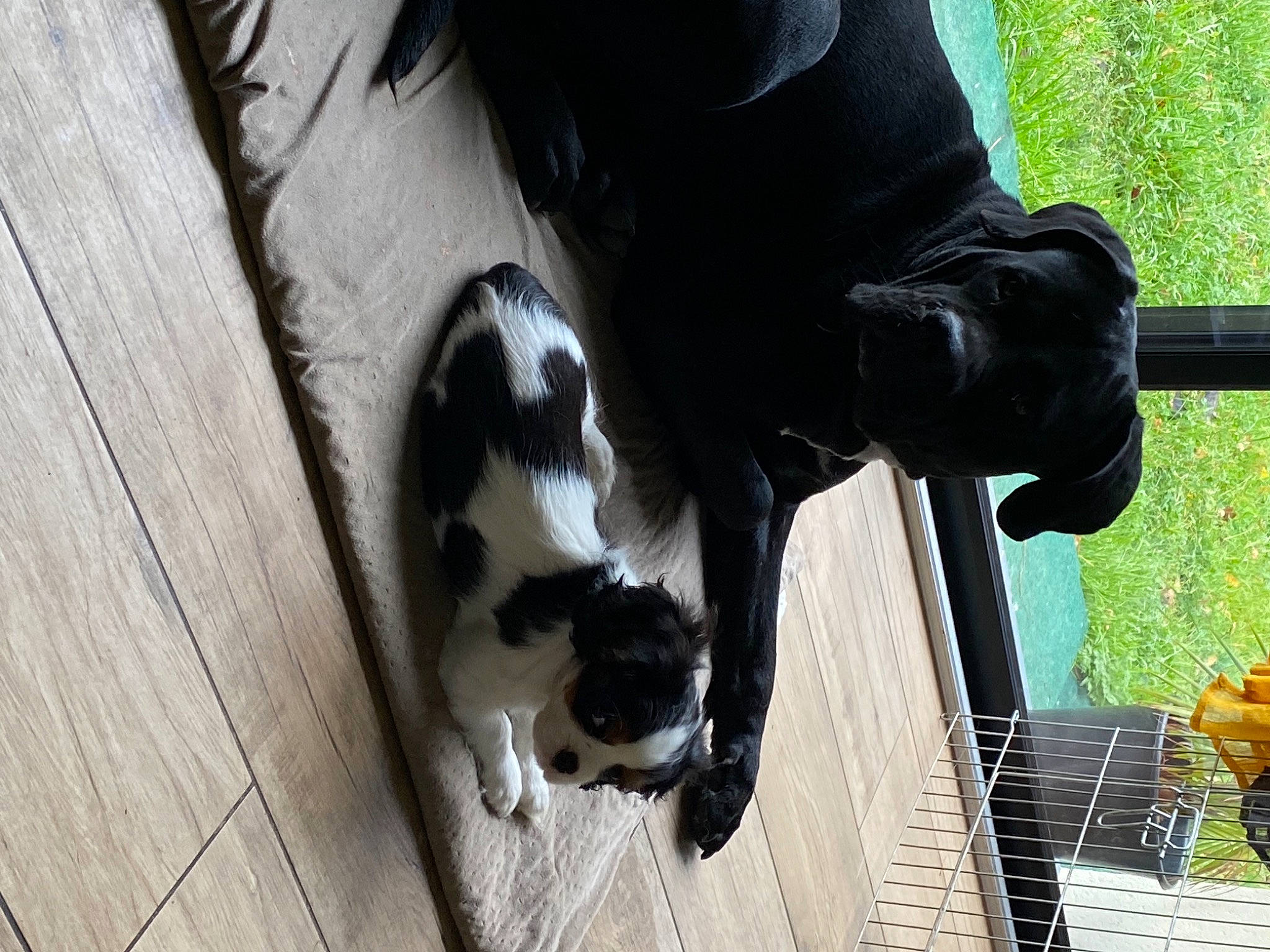 Sanji a rejoint le concours — aidez-le/la à gagner de superbes lots ! canidae, carnivore, companion_dog, dog_breed, fawn, felidae, fur, human_leg, leg, mammal, small_to_medium_sized_cats, snout, sporting_group, tail, thigh, tree, vertebrate, whiskers, wood, working_animal