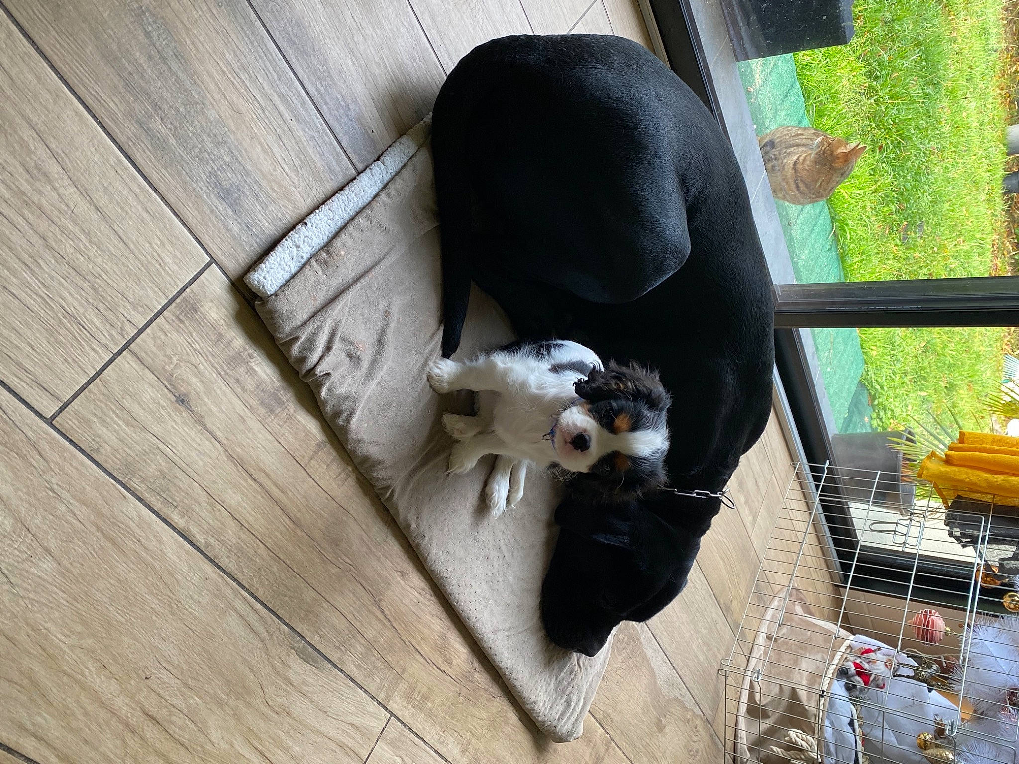 Sanji a rejoint le concours — aidez-le/la à gagner de superbes lots ! animal_shelter, carnivore, comfort, companion_dog, dog_breed, fawn, felidae, flooring, fur, hardwood, plank, plywood, small_to_medium_sized_cats, snout, sporting_group, tail, whiskers, window, wood, working_animal