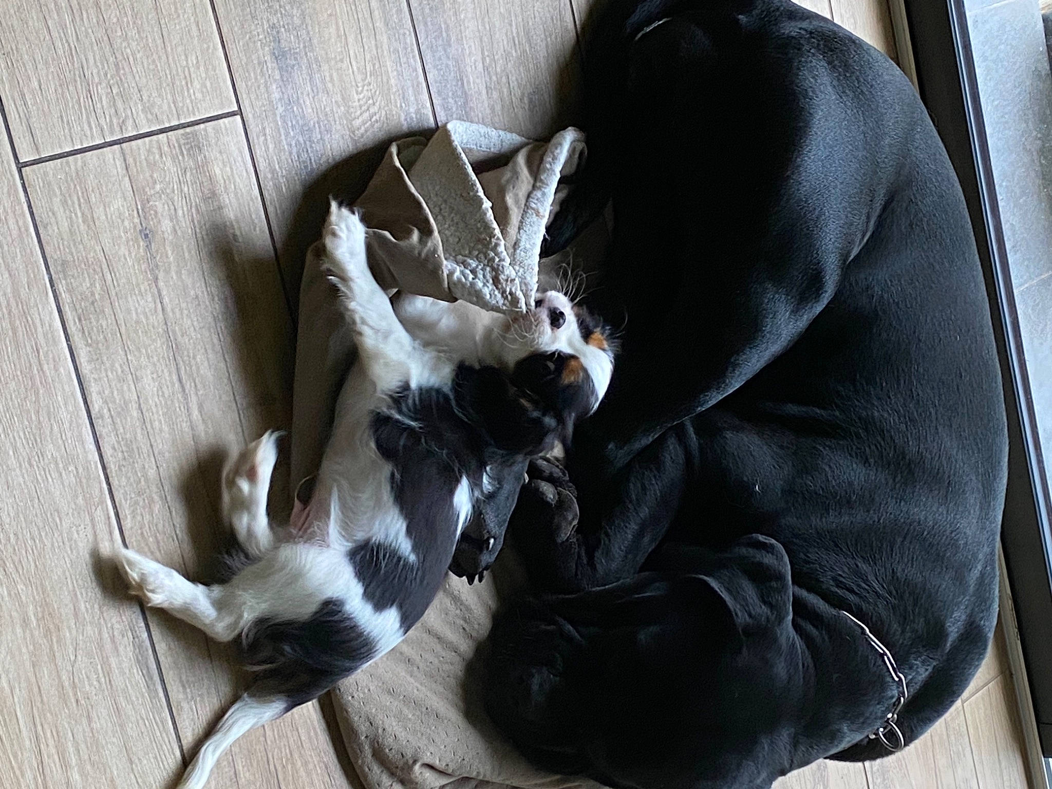 Sanji a rejoint le concours — aidez-le/la à gagner de superbes lots ! carnivore, claw, comfort, companion_dog, dog_breed, domestic_short_haired_cat, fashion_accessory, fawn, feather, felidae, flooring, fur, grey, linens, paw, sitting, small_to_medium_sized_cats, tail, whiskers, wood