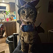 Doodle is registered to the contest to win money with this photo: animal, black_wings, cat, costume, curious, dark_lighting, domestic_cat, dragon, furniture, household, indoor, kitchen, looking_at_camera, pet, pet_costume, portrait, purple_ears, tabby, texture, whiskers