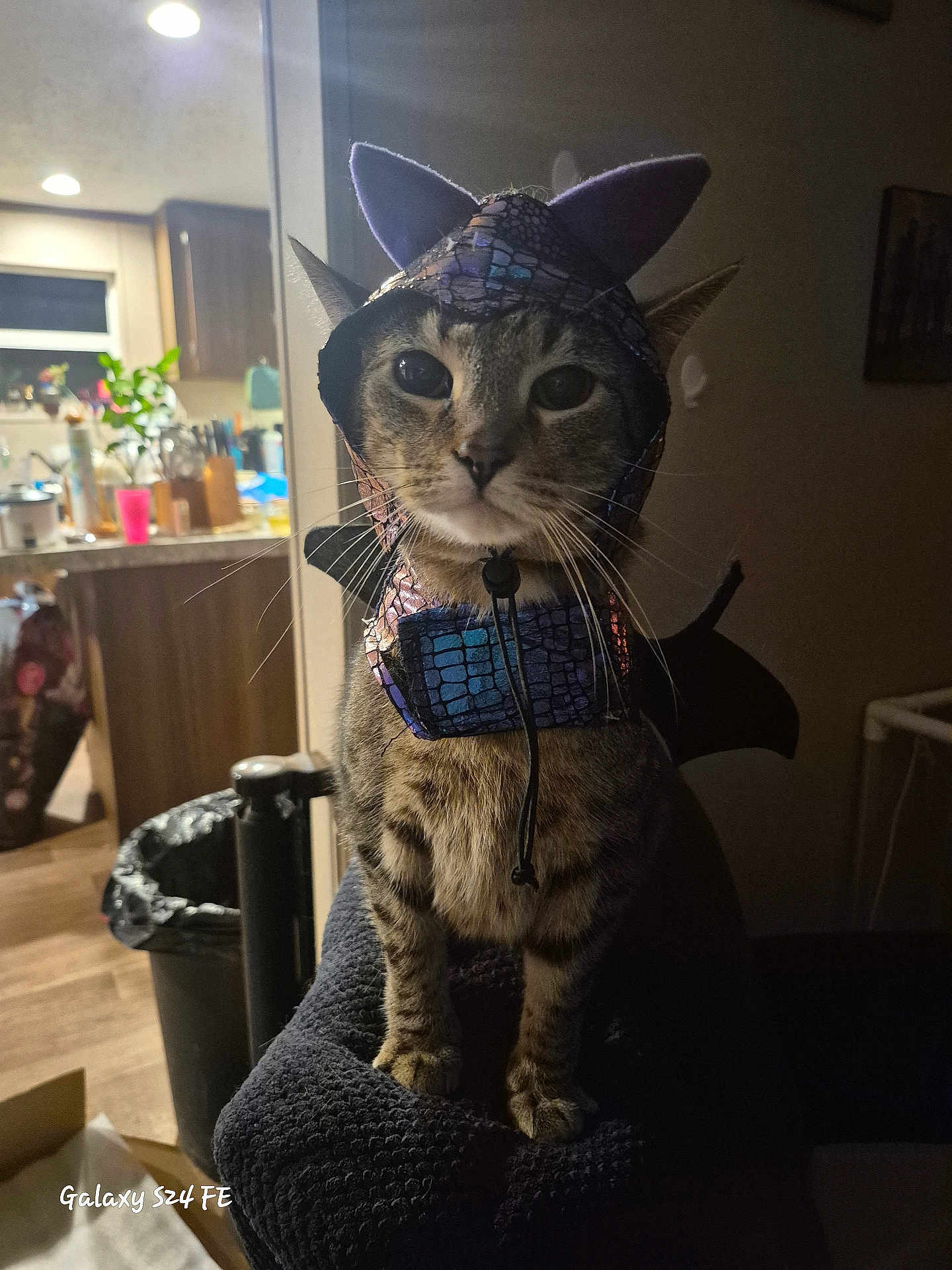 Doodle is registered to the contest to win money with this photo: animal, black_wings, cat, costume, curious, dark_lighting, domestic_cat, dragon, furniture, household, indoor, kitchen, looking_at_camera, pet, pet_costume, portrait, purple_ears, tabby, texture, whiskers