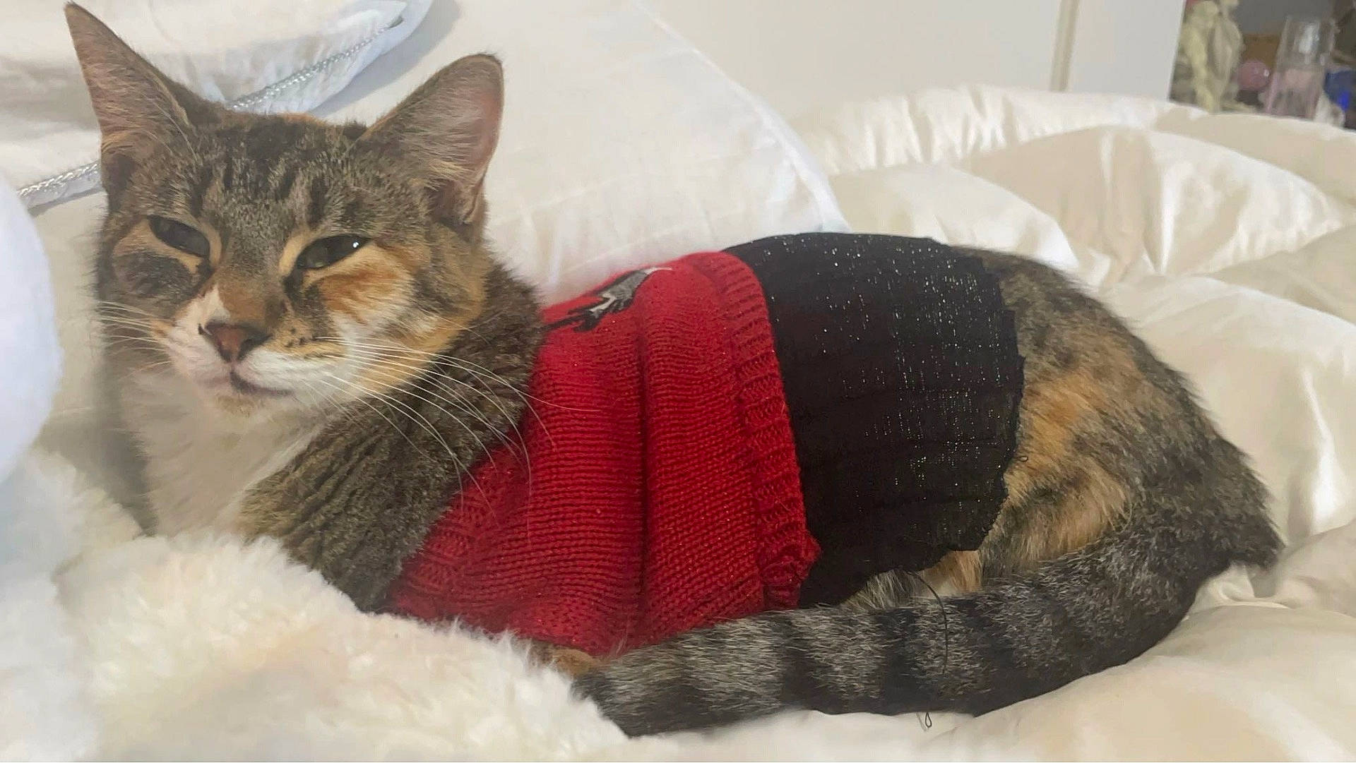 Zelda is registered to the contest to win money with this photo: animal, black_sweater, blanket, cat, comfort, cozy, cute, feline, fur, household, indoor, mammal, pet, red_sweater, resting, sleepy, soft_texture, tabby_cat, tail, whiskers