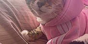 Zelda is registered to the contest to win money with this photo: cat, tabby_cat, pink_hoodie, blanket, indoor, sunlight, window, screen, pet, feline, cozy, striped_blanket, resting, cute, animal, fur, whiskers, paw, relaxed, clothing