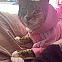 cat, tabby_cat, pink_hoodie, blanket, indoor, sunlight, window, screen, pet, feline, cozy, striped_blanket, resting, cute, animal, fur, whiskers, paw, relaxed, clothing