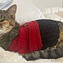 Zelda joined the competition — help win amazing prizes! cat, tabby_cat, indoor, blanket, red_sweater, black_sweater, pet, sleepy, cozy, feline, fur, whiskers, tail, resting, soft_texture, comfort, cute, animal, mammal, household