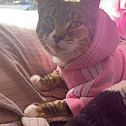 Zelda is registered to the contest to win money with this photo: cat, tabby_cat, pink_hoodie, blanket, window, indoor, paws, relaxed, cozy, feline, pet, clothing, light, soft_texture, resting, fur, cute, animal, comfort, portrait