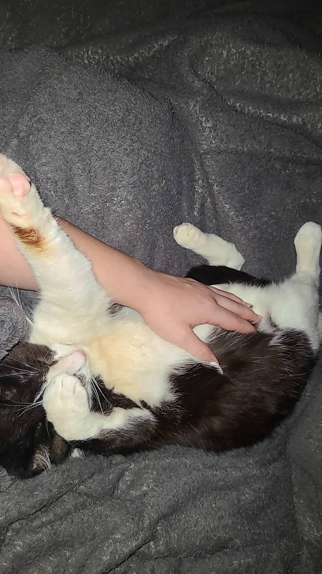 Joker is registered to the contest to win money with this photo: carnivore, cat, comfort, dog_breed, elbow, fawn, felidae, foot, gesture, hand, human_body, human_leg, knee, lap, nail, small_to_medium_sized_cats, tail, thigh, whiskers, wrist