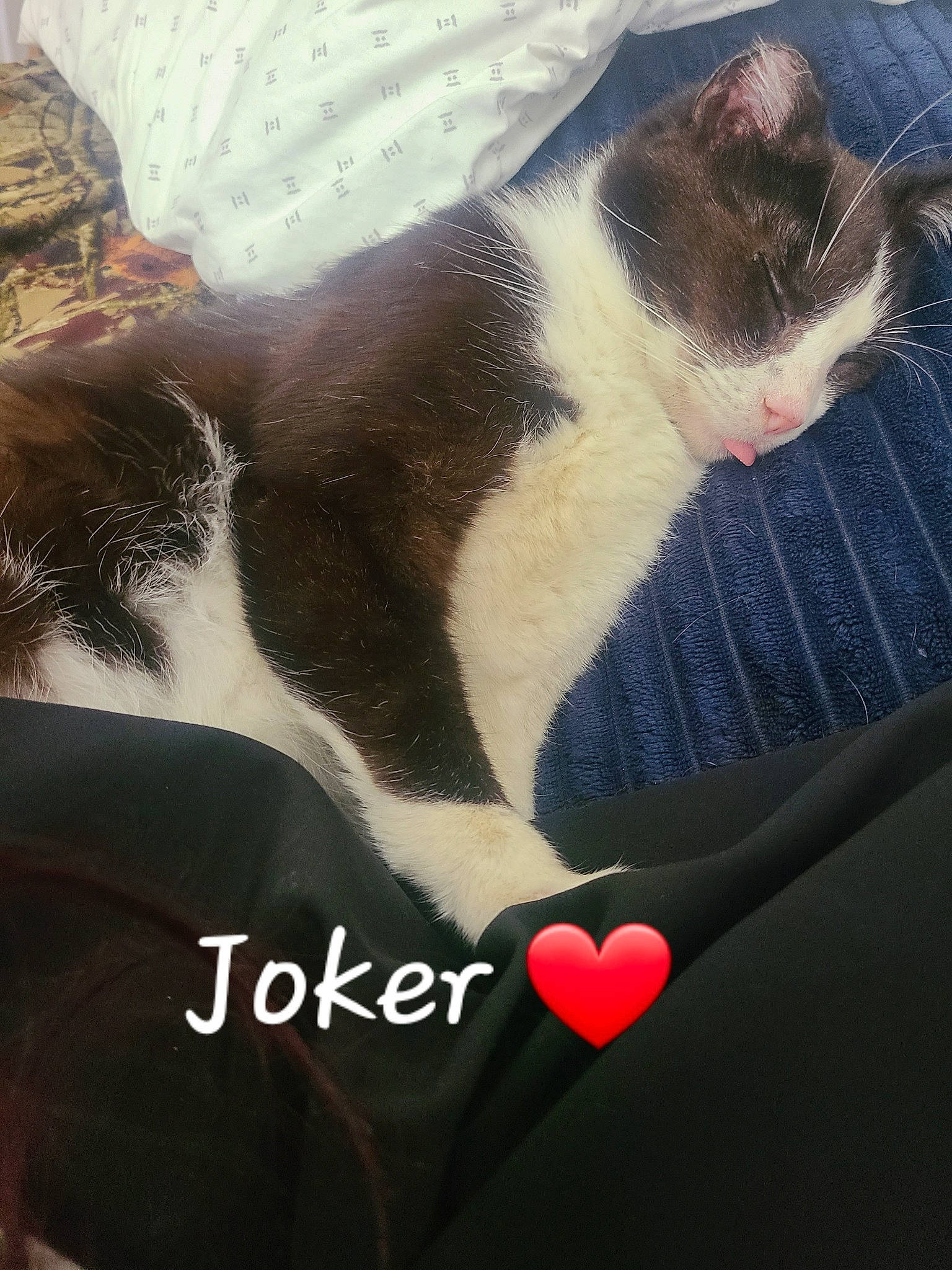 Joker is registered to the contest to win money with this photo: beard, carnivore, cat, comfort, companion_dog, dog_breed, felidae, foot, fur, happy, love, paw, photo_caption, sky, small_to_medium_sized_cats, snapshot, tail, whiskers, window, windshield
