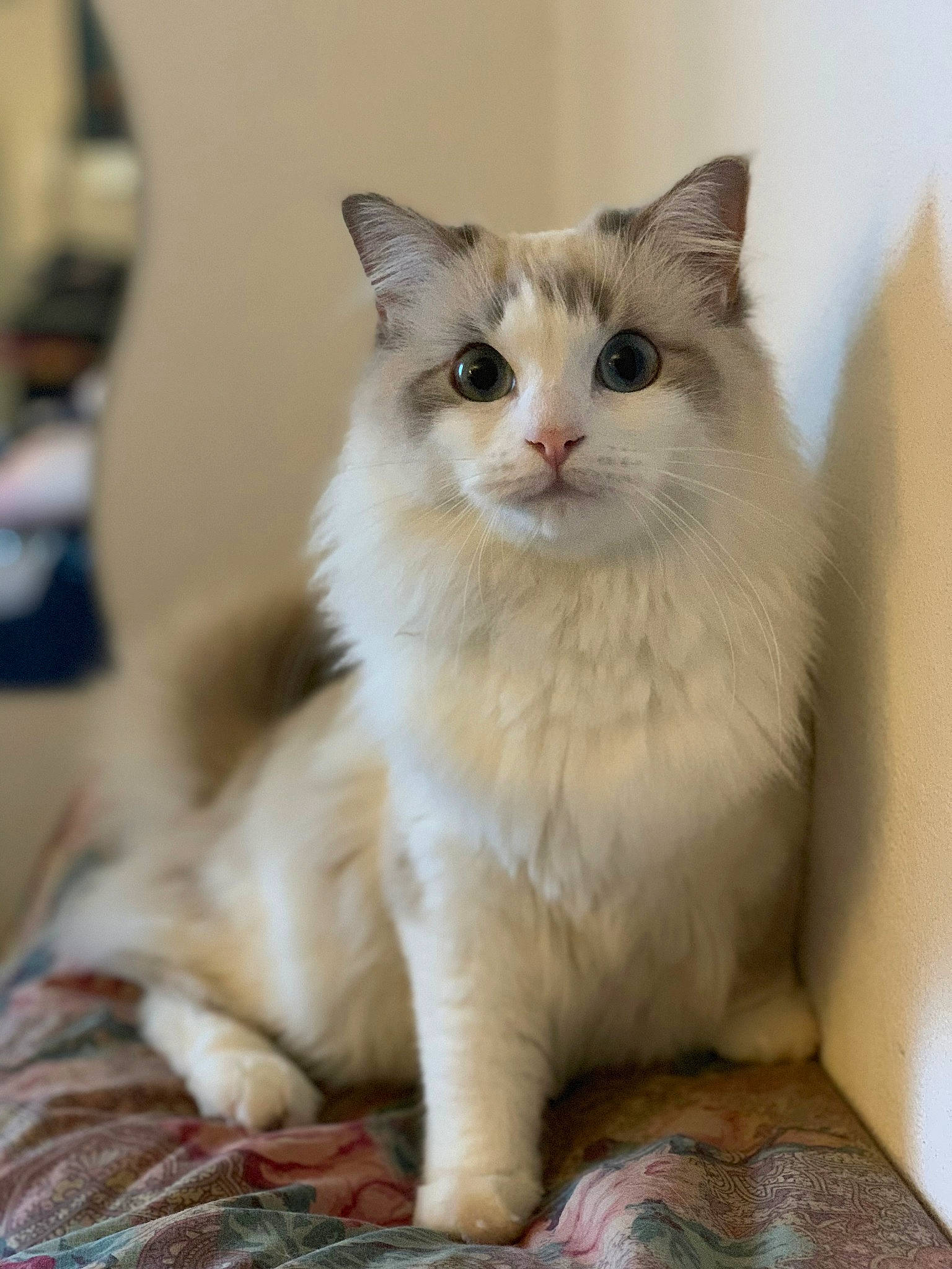 Nushka participe au concours pour gagner de l'argent avec cette photo : aegean_cat, asian_semi_longhair, british_semi_longhair, carnivore, cat, domestic_long_haired_cat, domestic_short_haired_cat, eye, fawn, felidae, kitten, mammal, norwegian_forest_cat, ragamuffin, ragdoll, small_to_medium_sized_cats, turkish_angora, turkish_van, vertebrate, whiskers