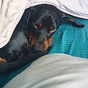 Tobby a rejoint le concours — aidez-le/la à gagner de superbes lots ! dog, blanket, bed, sleepy, cozy, black_dog, tan_markings, curled_up, indoor, pet, canine, fur, resting, snug, comfort, animal, domestic, cute, relaxed, companion