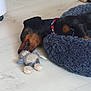 dog, dachshund, sleeping, toy, plush_toy, dog_bed, floor, wooden_floor, indoor, pet, resting, black_and_tan, collar, cozy, relaxed, animal, cute, domestic, household, napping