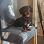 dog, dachshund, chair, indoor, pet, black_and_tan, curious, small_dog, furniture, leaf_pattern, fabric, tripod, wooden_legs, floor, wallpaper, alert, sitting, collar, domestic, portrait