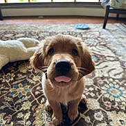 Finn is registered to the contest to win money with this photo: puppy, dog, golden_retriever, tongue_out, cute, indoor, carpet, patterned_rug, window, natural_light, floor, pet, animal, young_dog, fur, ears, nose, sitting, home, playful