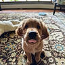 puppy, dog, golden_retriever, tongue_out, cute, indoor, carpet, patterned_rug, window, natural_light, floor, pet, animal, young_dog, fur, ears, nose, sitting, home, playful