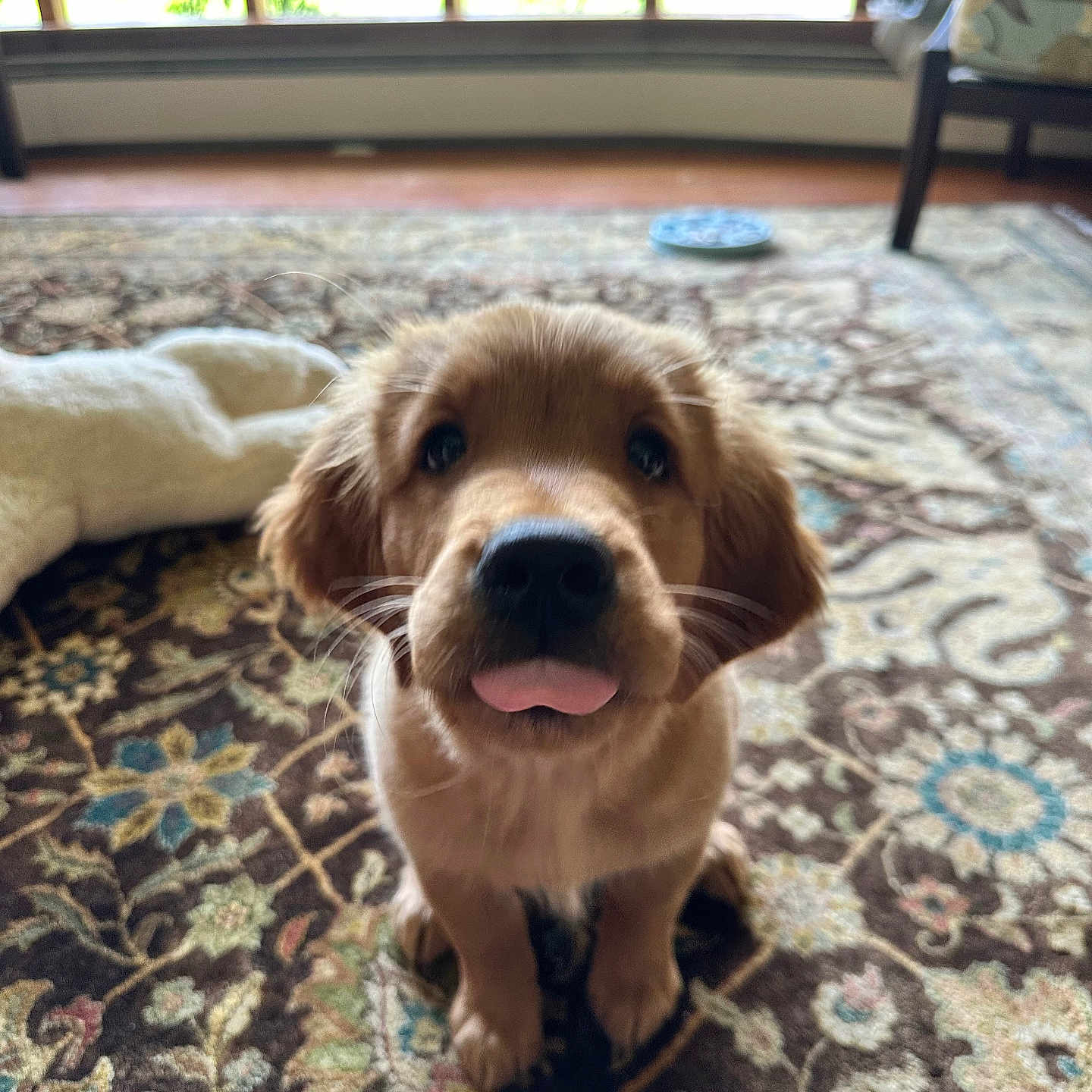 Finn