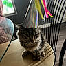 Arcilo joined the competition — help win amazing prizes! cat, fluffy_cat, long_hair, tabby, pet, animal, sitting, chair, dining_room, party_hat, streamers, birthday, celebration, indoor, furniture, table, window, sunlight, wood_floor, portrait