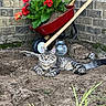 Arcilo is registered to the contest to win money with this photo: cat, tabby, long_hair, feline, animal, pet, garden, soil, wheelbarrow, flowers, gerbera, brick_wall, outdoor, backyard, gardening, wooden_handles, jar, relaxed, lying_down, portrait