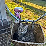 cat, kitten, tabby, gray_fur, fluffy, whiskers, green_eyes, animal, pet, bicycle, basket, pink_bicycle, outdoor, sunny, yard, grass, brick_wall, vintage_truck, portrait, sitting