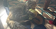 Arcilo is registered to the contest to win money with this photo: cat, fluffy_cat, long_hair, pet, animal, face, eyes, ears, whiskers, lying_down, playing, plush_toy, green_toy, sunlight, sunbeam, rug, carpet, wood_floor, indoor, living_room