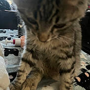 Arcilo is registered to the contest to win money with this photo: kitten, cat, tabby, fluffy, fur, striped, sleepy, sitting, paws, whiskers, closeup, indoor, blanket, bed, bedroom, home, window, bottle, pet, cute