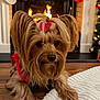 Tia joined the competition — help win amazing prizes! christmas_stockings, christmas_tree, cozy, cute, dog, festive, fireplace, fur, holiday, holiday_decor, indoor, ornaments, pet, pink_bow, pink_sweater, small_dog, warmth, white_rug, wooden_floor, yorkshire_terrier