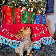 Tia is registered to the contest to win money with this photo: carpet, celebration, christmas_ornaments, christmas_tree, curious, cute, decorations, dog, festive, gift_boxes, greenery, holiday_decor, indoor, looking_up, pet, red_cloth, small_dog, tree_lights, winter_holiday, wrapped_presents