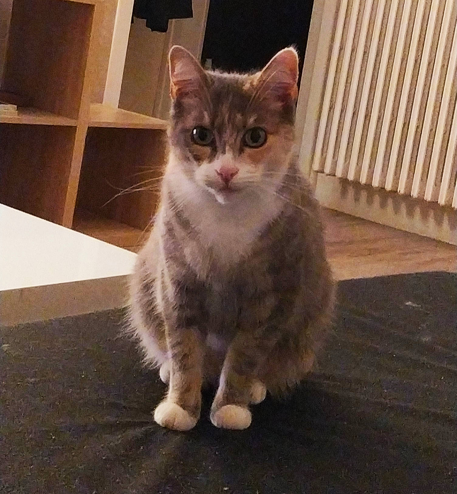 Belette participe au concours pour gagner de l'argent avec cette photo : carnivore, cat, claw, domestic_short_haired_cat, eye, fawn, felidae, flooring, fur, hardwood, iris, paw, sitting, small_to_medium_sized_cats, snout, tail, terrestrial_animal, whiskers, window, wood