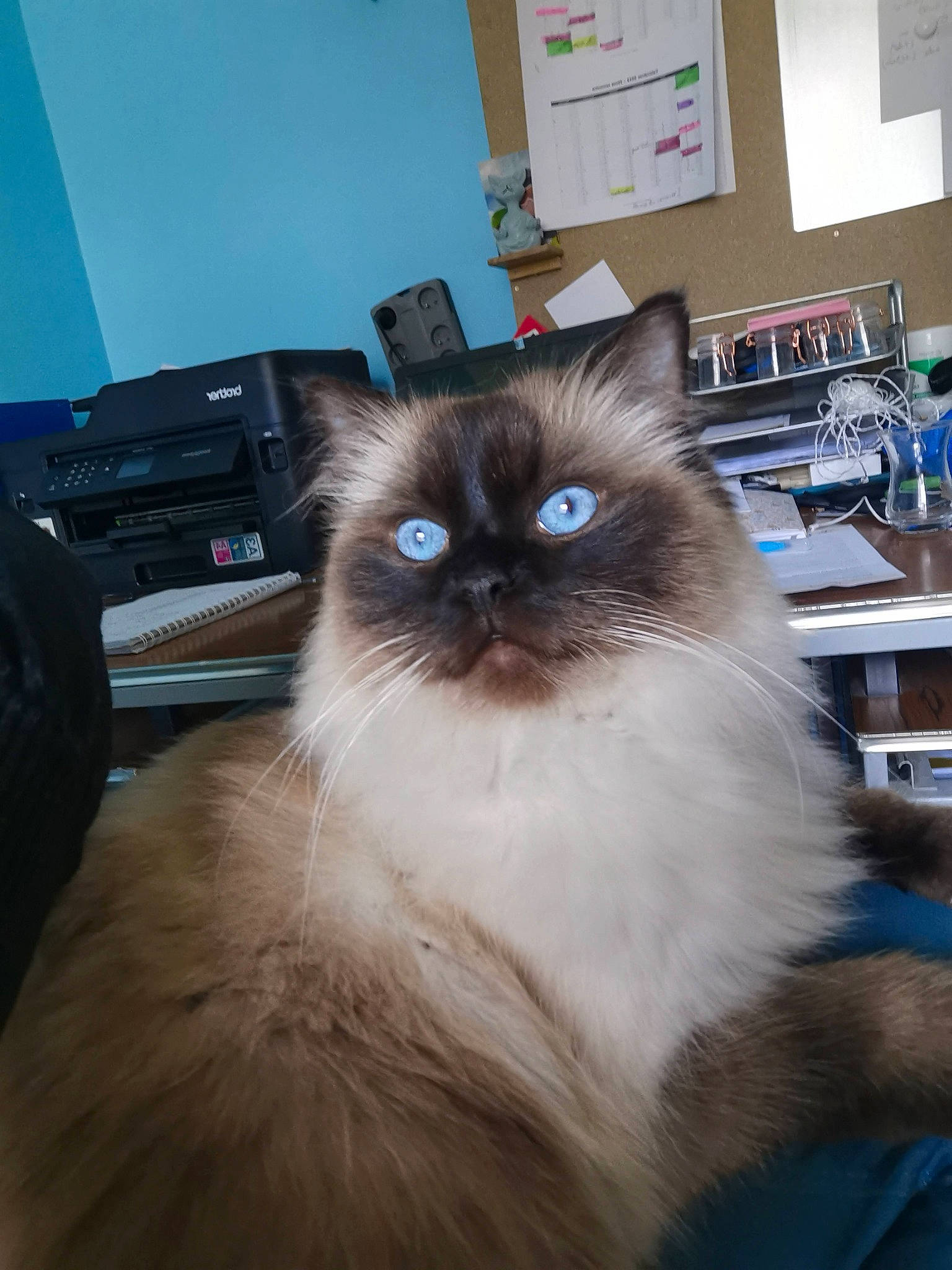 Nouki participe au concours pour gagner de l'argent avec cette photo : balinese, birman, carnivore, cat, fawn, felidae, flooring, fur, gas, hardwood, ragdoll, shelf, siamese, small_to_medium_sized_cats, snout, tail, thai, whiskers