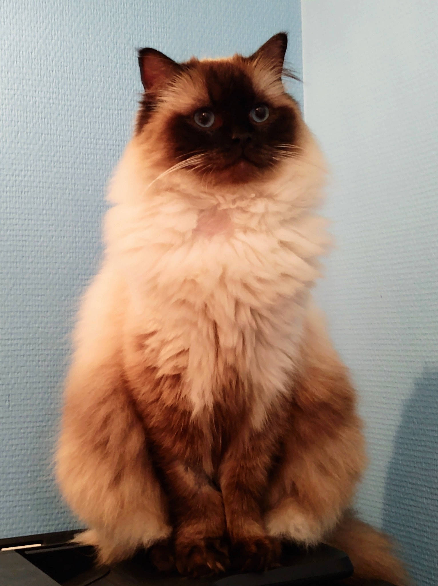 Nouki a rejoint le concours — aidez-le/la à gagner de superbes lots ! balinese, birman, british_longhair, carnivore, cat, fawn, felidae, flooring, fur, ragdoll, siamese, small_to_medium_sized_cats, snout, tail, terrestrial_animal, thai, whiskers, wood
