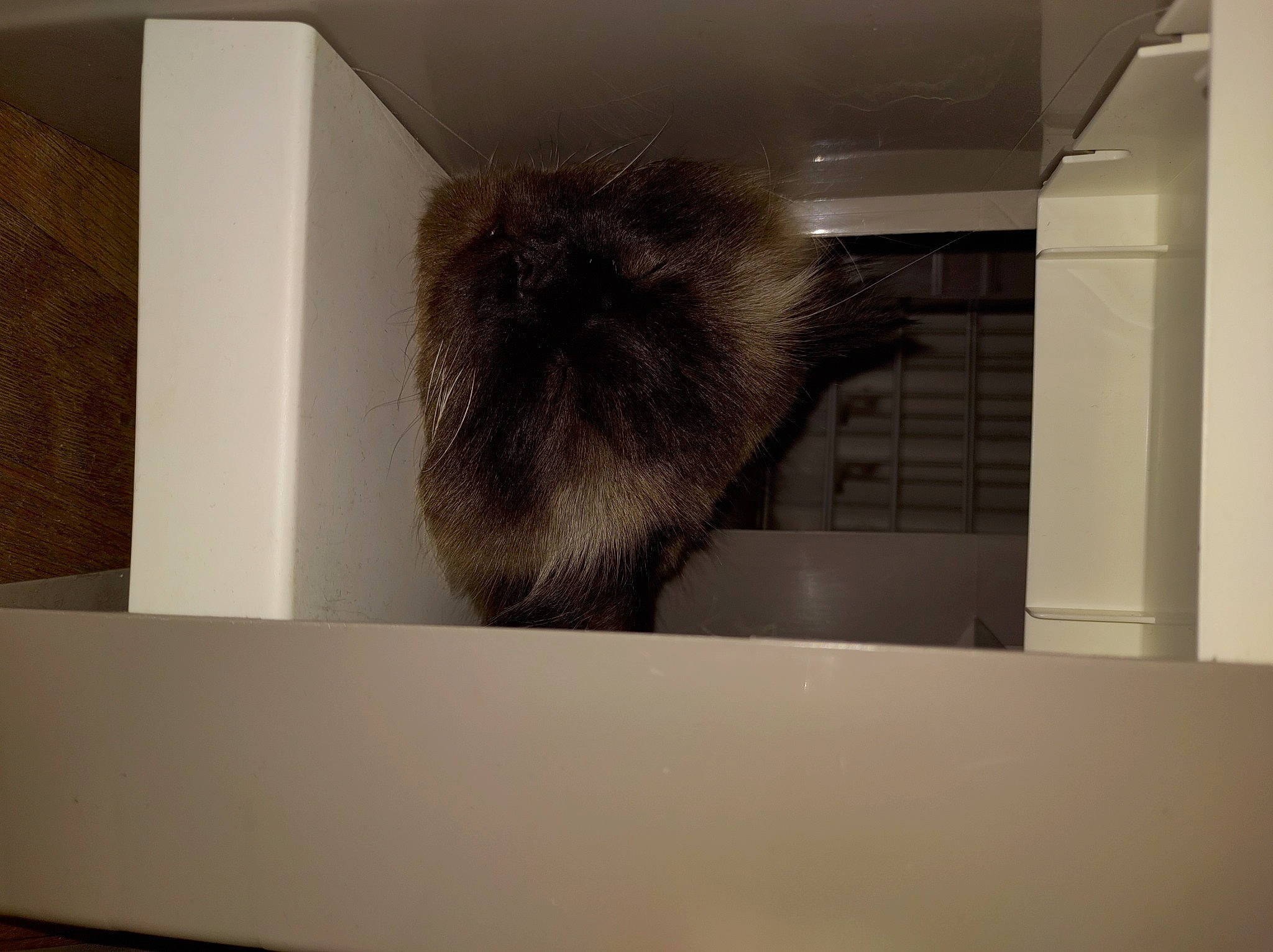 Nouki a rejoint le concours — aidez-le/la à gagner de superbes lots ! art, box, ceiling, fawn, felidae, flooring, fur, grey, rectangle, room, small_to_medium_sized_cats, snout, tail, whiskers, window