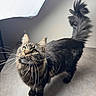 cat, tabby, whiskers, long_hair, tail, curious, indoor, pet, animal, feline, looking_up, fur, portrait, close_up, fluffy, standing, floor, lighting, studio, domestic_cat