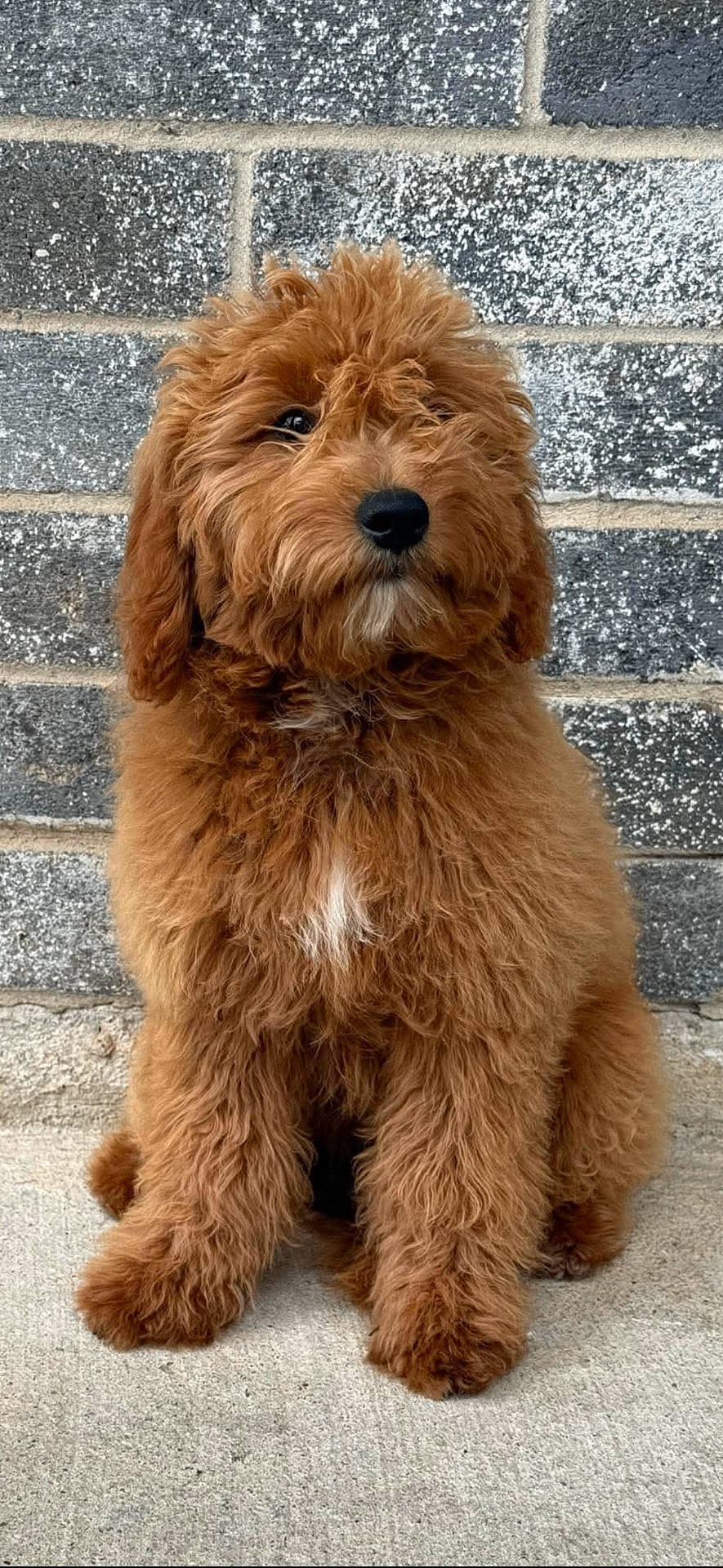 Duffy is registered to the contest to win money with this photo: adorable, animal, brick_wall, brown_fur, canine, companion, curly_fur, cute, dog, domestic_animal, fluffy, friendly, furry, outdoor, pet, portrait, puppy, sidewalk, sitting, young