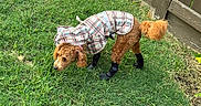 Duffy is registered to the contest to win money with this photo: animal, brown_dog, canine, curious, cute, daylight, dog, dog_booties, fence, fluffy_tail, grass, nature, outdoor, pet, pet_clothing, plaid_coat, raincoat, small_dog, walking, yard