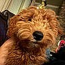 Duffy is registered to the contest to win money with this photo: black_nose, brown_fur, casual, close_up, companion, cozy, curly_hair, cute, dog, footstool, furry, indoors, leather_couch, living_room, pet, relaxing, resting, sneakers, stone_wall, television