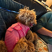 Duffy is registered to the contest to win money with this photo: animal, blanket, casual, companion, couch, cozy, cushion, dog, fluffy, fur, green_sweater, home, indoor, leash, person, pet, pink_clothing, relaxed, seated, striped