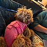 animal, blanket, casual, companion, couch, cozy, cushion, dog, fluffy, fur, green_sweater, home, indoor, leash, person, pet, pink_clothing, relaxed, seated, striped