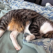 Marcel participe au concours pour gagner de l'argent avec cette photo : animal, bed, blanket, cat, cozy, cute, domestic, fur, indoor, napping, paw, pet, relaxation, resting, sleeping, soft, striped, tabby, whiskers, white_paws