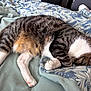 animal, bed, blanket, cat, cozy, cute, domestic, fur, indoor, napping, paw, pet, relaxation, resting, sleeping, soft, striped, tabby, whiskers, white_paws