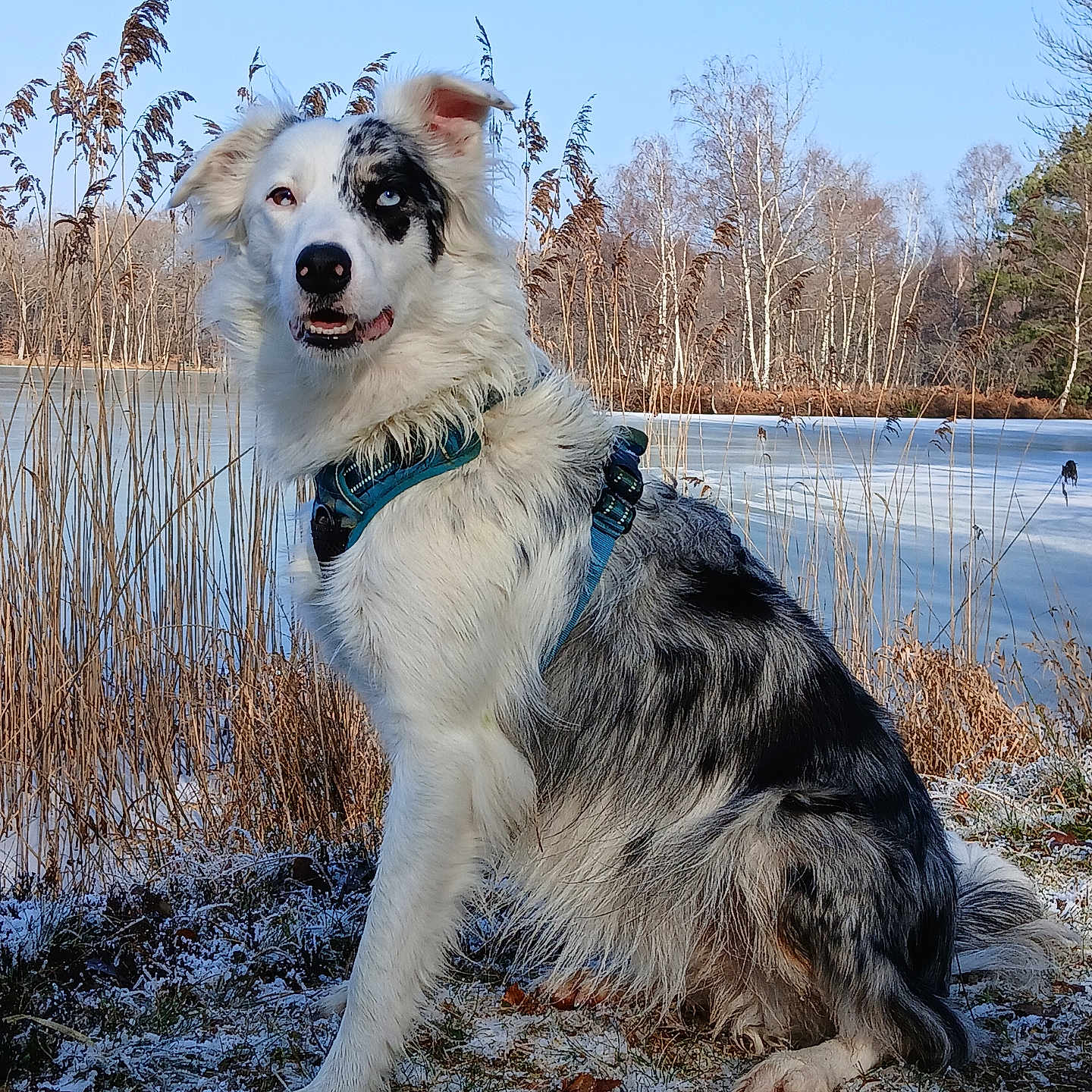 Tootsie participe au concours pour gagner de l'argent avec cette photo : accessories, animal, canine, collie, dog, eskimodog, grass, husky, leash, nature, outdoors, person, pet, plant, puppy, reed, snow, strap, terrier, tree