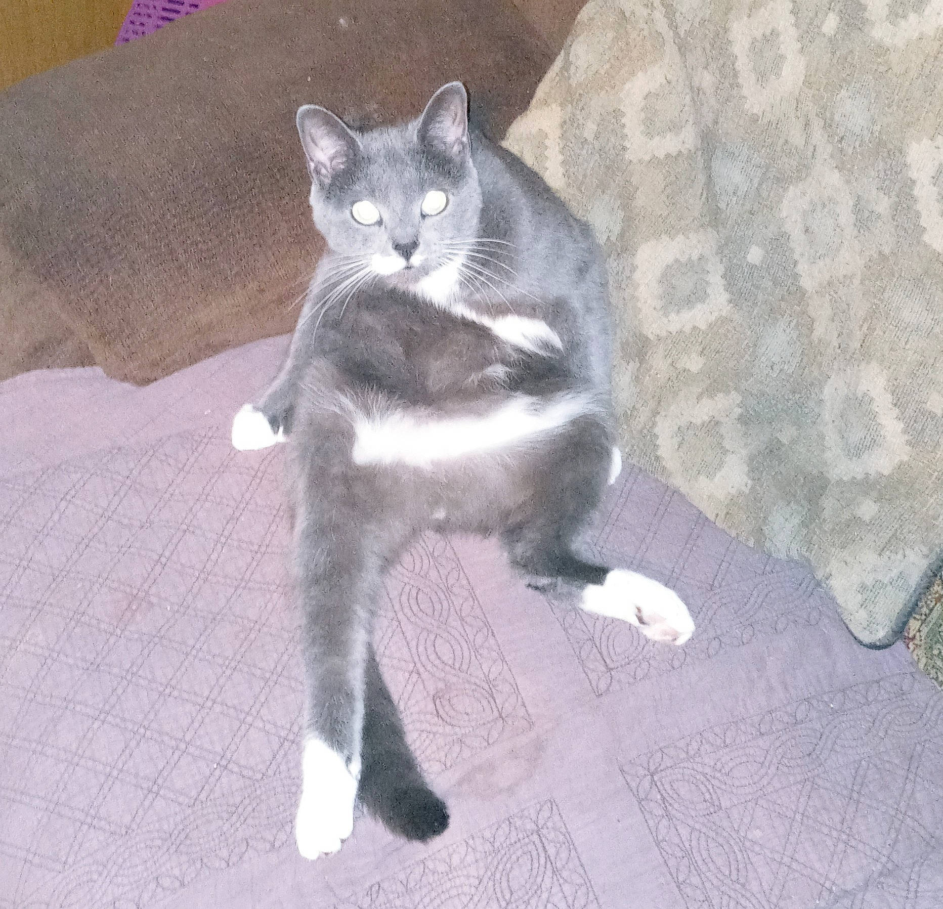 Juju is registered to the contest to win money with this photo: carnivore, cat, claw, comfort, domestic_short_haired_cat, felidae, fur, grey, paw, russian_blue, small_to_medium_sized_cats, tail, whiskers