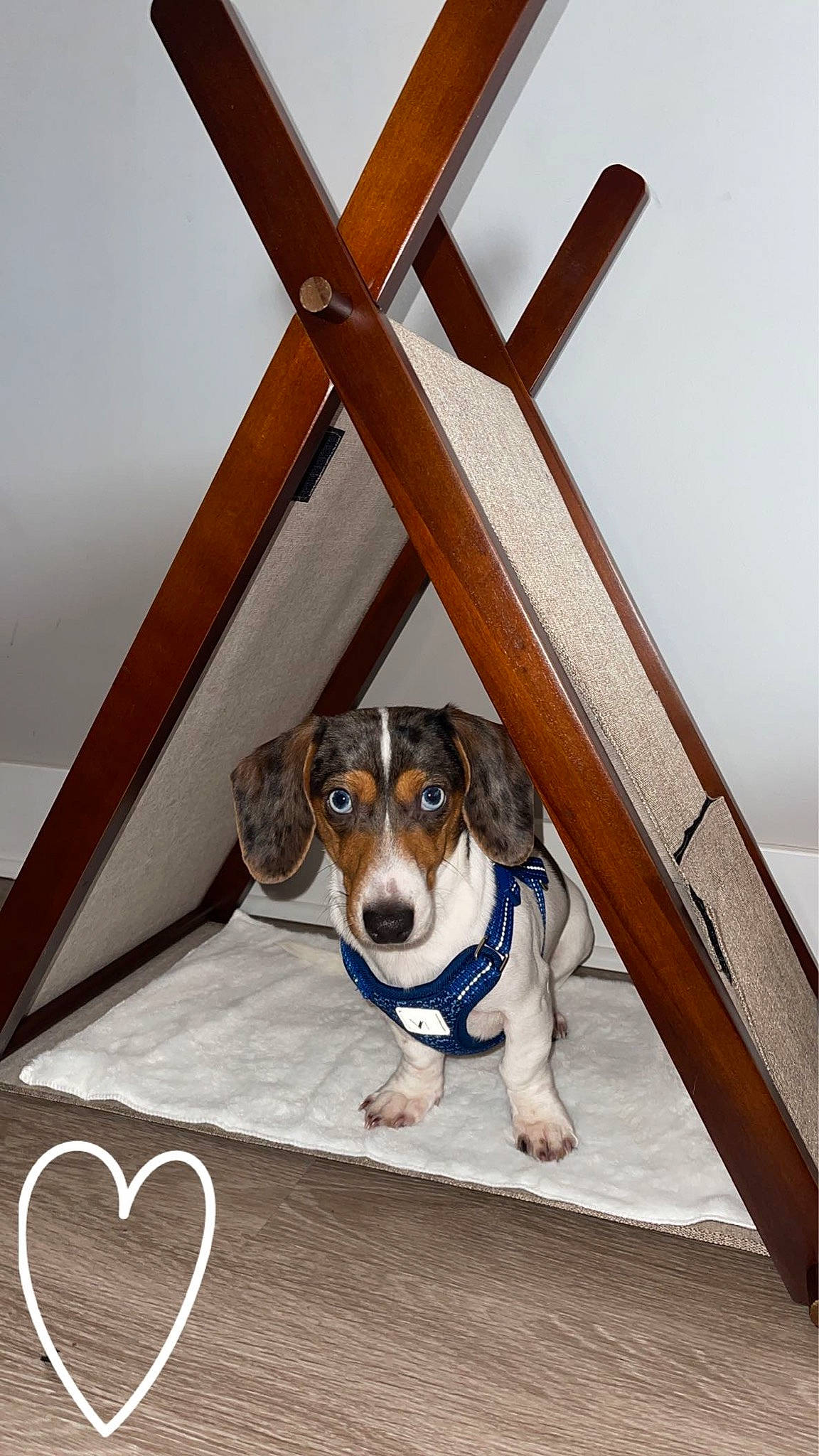 Gary joined the competition — help win amazing prizes! canidae, carnivore, ceiling, collar, companion_dog, cross, dog, dog_breed, dog_supply, fawn, hardwood, metal, pet_supply, picture_frame, rectangle, serveware, sporting_group, white, wood, working_animal