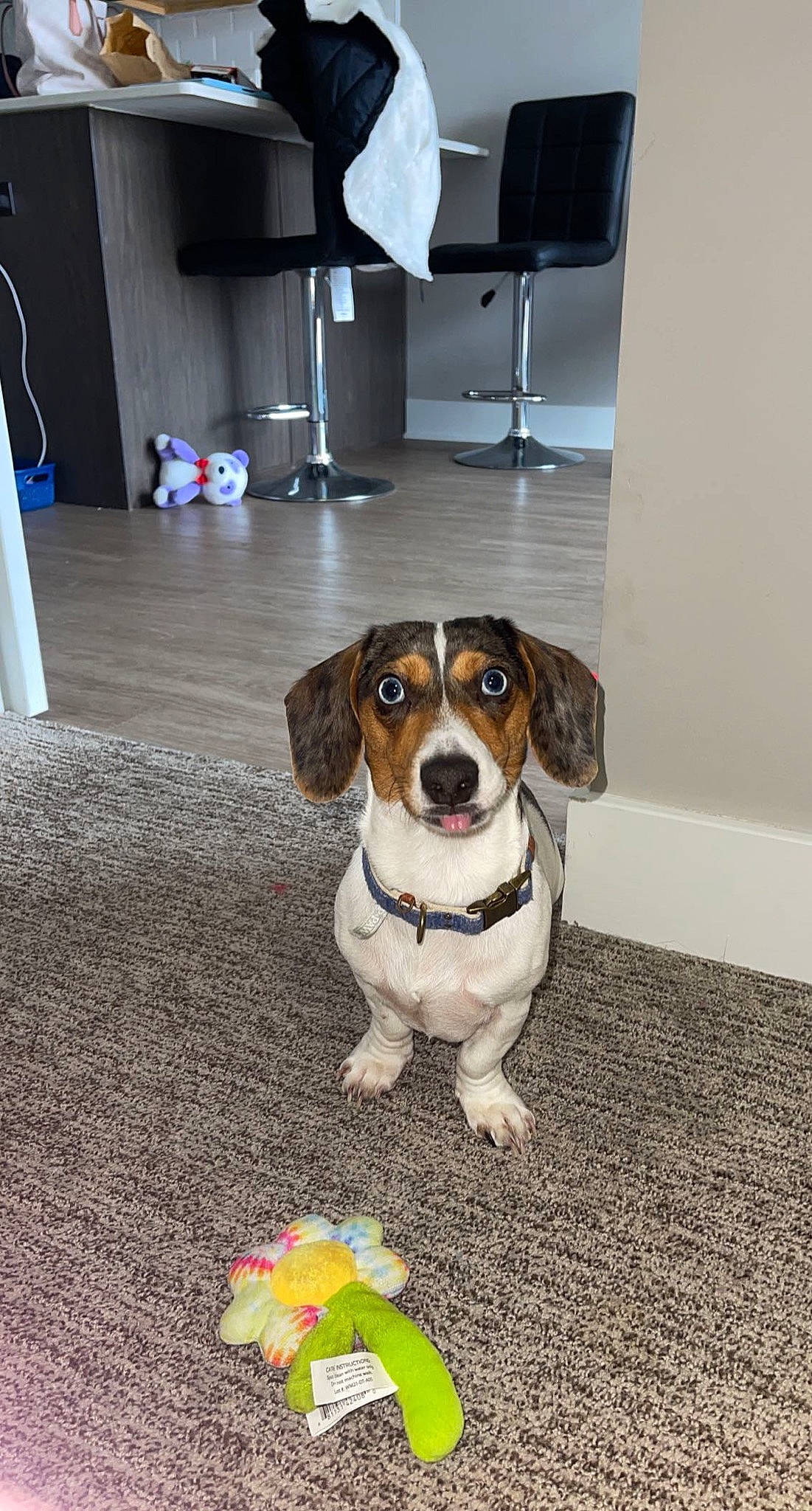 Gary is registered to the contest to win money with this photo: canidae, carnivore, chair, collar, companion_dog, dog, dog_breed, eyewear, fawn, flooring, hardwood, kitchen_appliance, lamp, paper_towel, plant, serveware, sporting_group, table, wood, working_animal