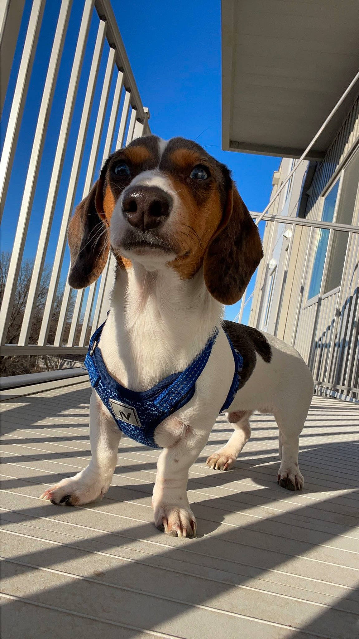 Gary is registered to the contest to win money with this photo: canidae, carnivore, collar, companion_dog, dog, dog_breed, dog_clothes, dog_collar, dog_supply, fawn, fur, hound, leash, monoplane, pet_supply, scent_hound, snout, sporting_group, whiskers, working_animal